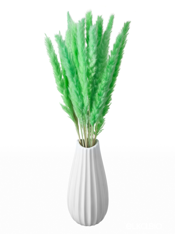 Трава сухоцвет пампас мини 90 шт. салатовый первый сорт