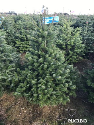 Пихта Нормана в горшке 1.20 - 1.40