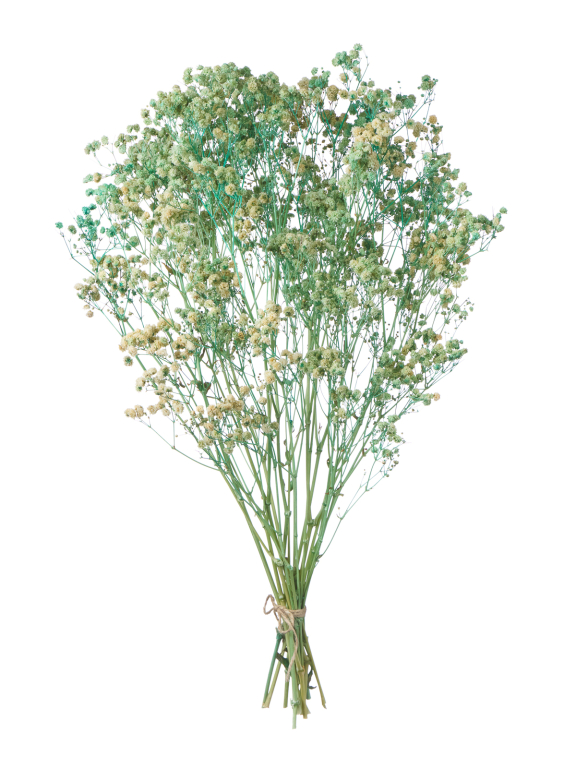 Гипсофила стабилизированная светло-бирюзовая 140 гр. высший сорт М159