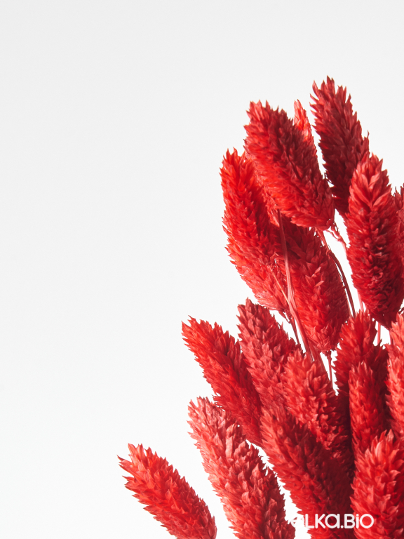 Фалярис красный (40шт) М108