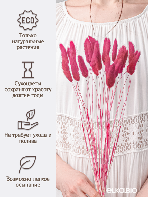 Лагурус фламинго 30 шт. Высший сорт. Высота 25-35 см М708