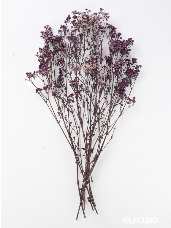 Гипсофила стабилизированная фиолетовая 140 гр. высший сорт М168