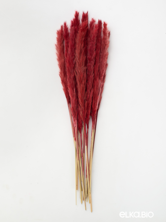 Трава сухоцвет пампас мини 15 шт. бордовый высший сорт