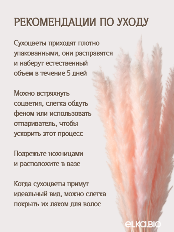 Пампас мини светло-розовый 15 шт. Высший сорт. Высота 40-50 см. М033