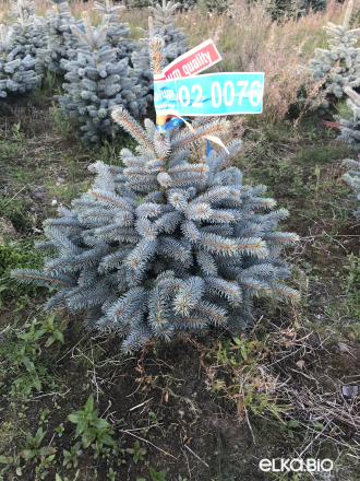 Голубая ёлка в горшке 0.60 - 0.80