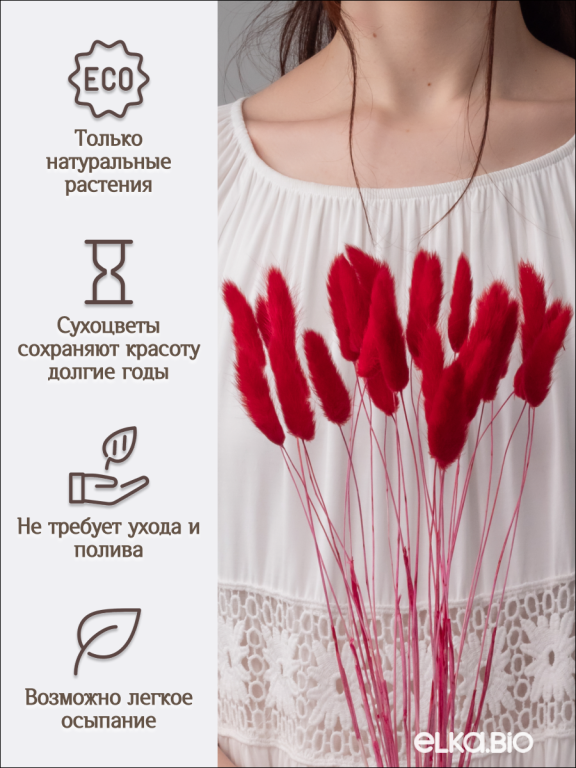 Лагурус красный 30 шт. Высший сорт. Высота 25-35 см М477