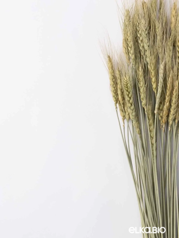 Пшеница зелёная (40 шт) М047 Пшеница зелёная (40 шт) М047