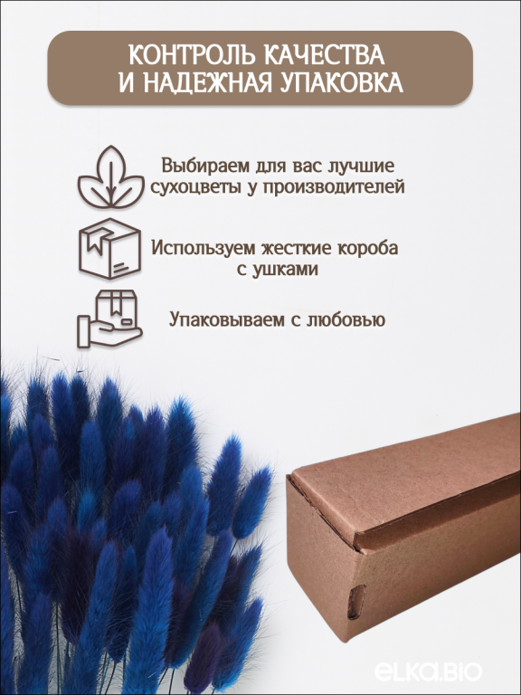 Лагурус тёмно-синий 60 шт. Высший сорт. Высота 25-35 см М239