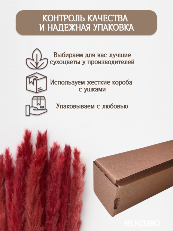 Пампас мини бордовый 45 шт. Высший сорт М270