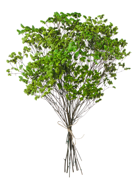 Цветы лимониума зелёные (80г) М217 Цветы лимониума зелёные (80г) М217