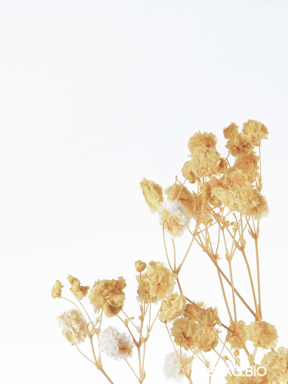 Гипсофила бежевая 50 г. Высший сорт - стабилизированная М493