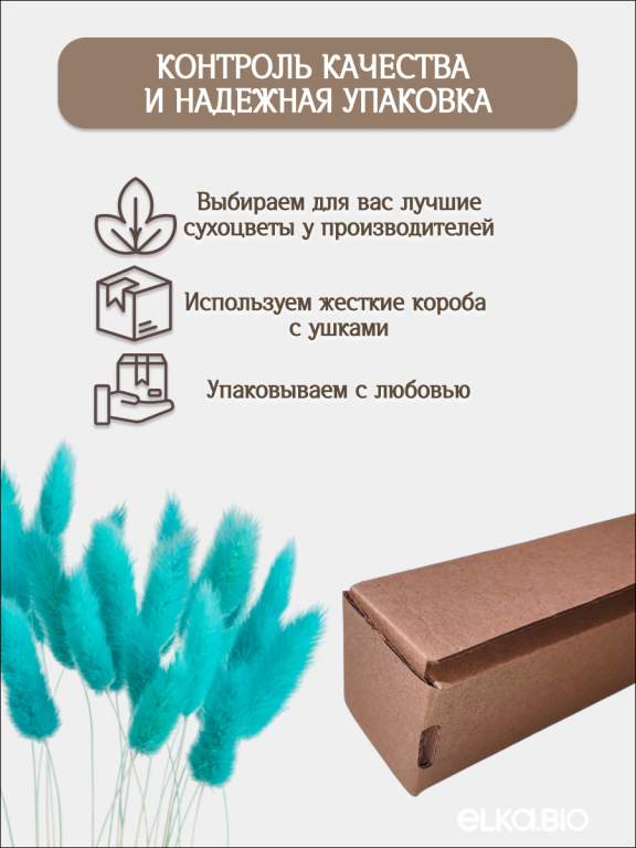 Лагурус ярко-бирюзовый 30 шт. Высший сорт. Высота 25-35 см М491