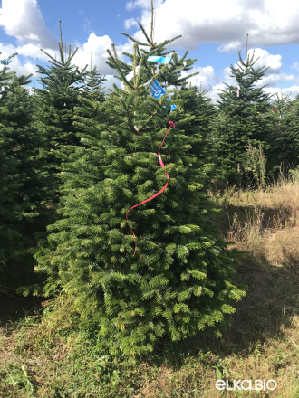 Пихта Нордмана срезанная 1.50 - 1.75