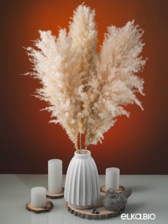 Пампасная трава кортадерия натуральная (3шт) М152