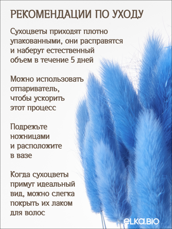 Лагурус синий 60 шт. Высший сорт. Высота 25-35 см М236