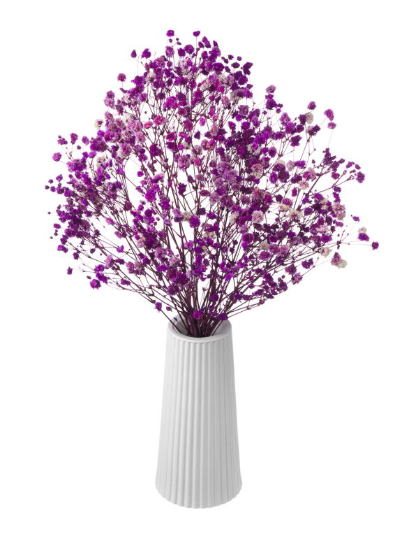 Гипсофила стабилизированная розово-фиолетовая 50 гр. высший сорт М179