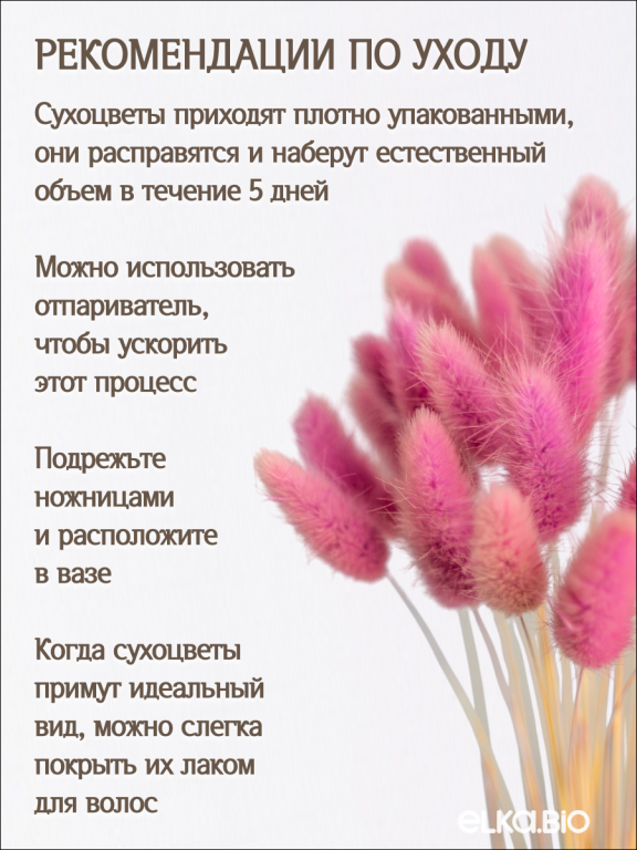 Лагурус розово-сиреневый 30 шт. Высший сорт. Высота 25-35 см М479