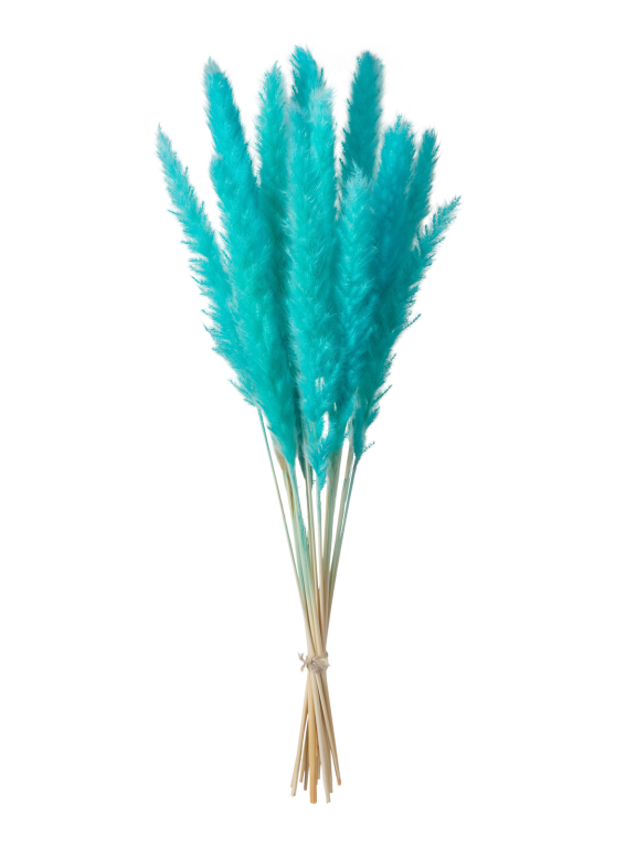 Трава сухоцвет пампас мини 15 шт. ярко-бирюзовый высший сорт