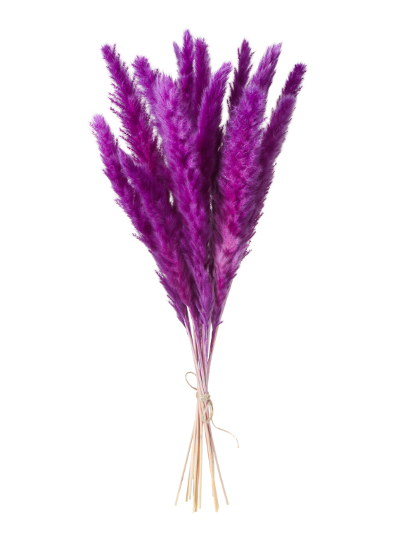 Трава сухоцвет пампас мини 15 шт. фиолетовый высший сорт