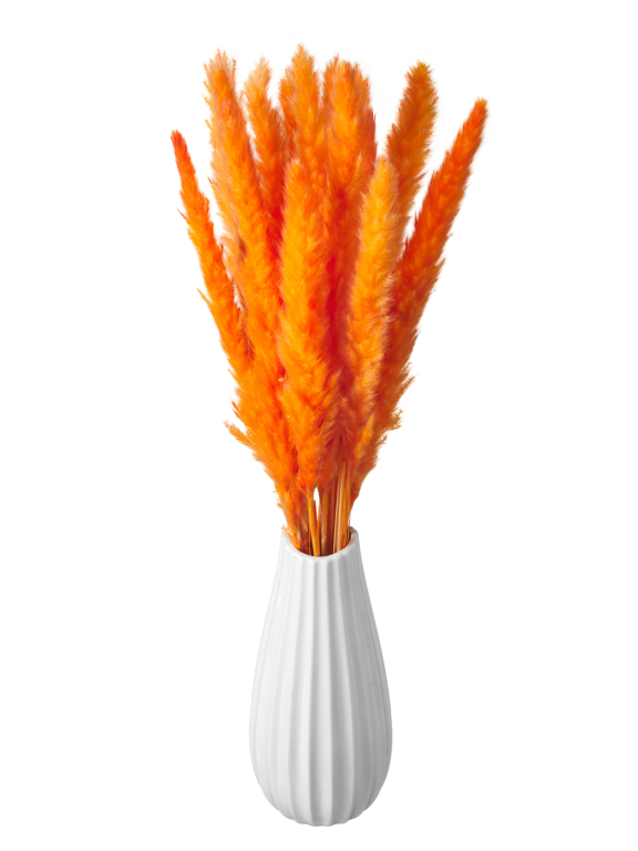 Трава сухоцвет пампас мини 15 шт. оранжевый высший сорт