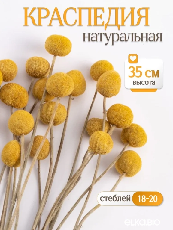 Краспедия натуральная 35 см Краспедия натуральная 35 см