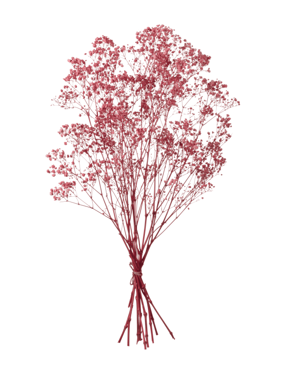  Гипсофила розовый 100 - 115 г. Первый сорт - стабилизированная