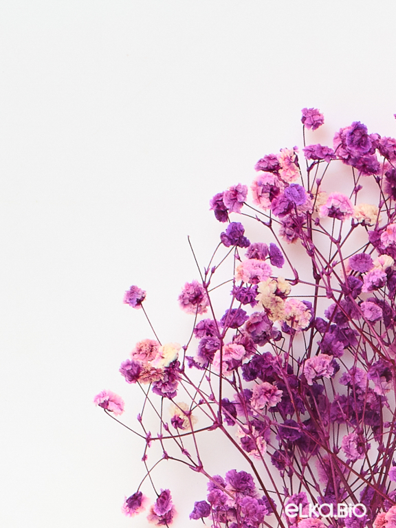 Гипсофила стабилизированная розово-фиолетовая 140 гр. высший сорт М167