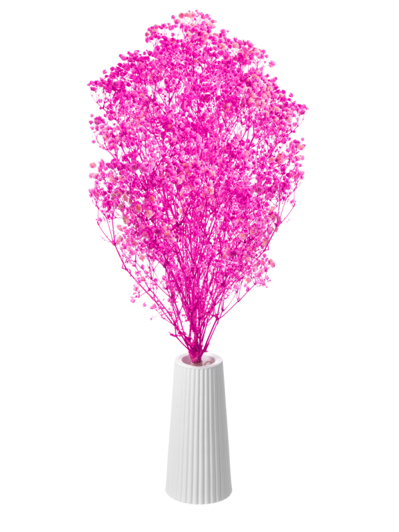 Гипсофила фуксия 50г.  Высший сорт - стабилизированная М681