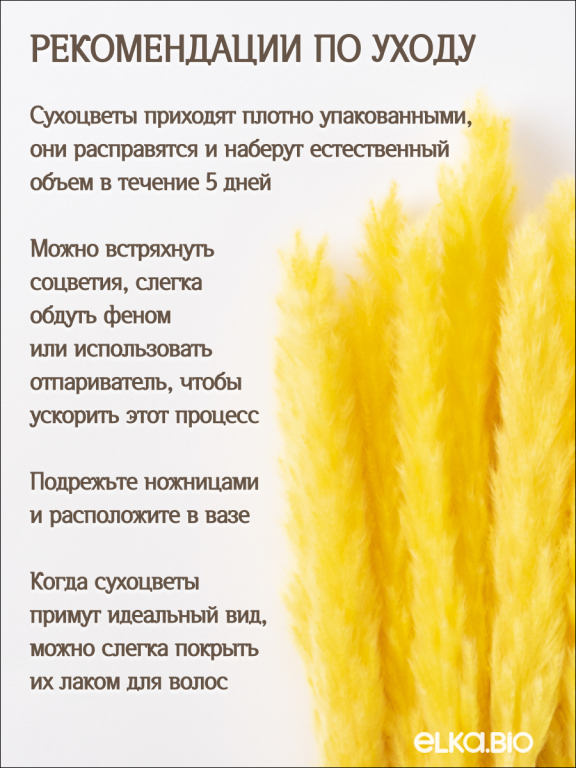 Пампас мини желтый 45 шт. Высший сорт М266