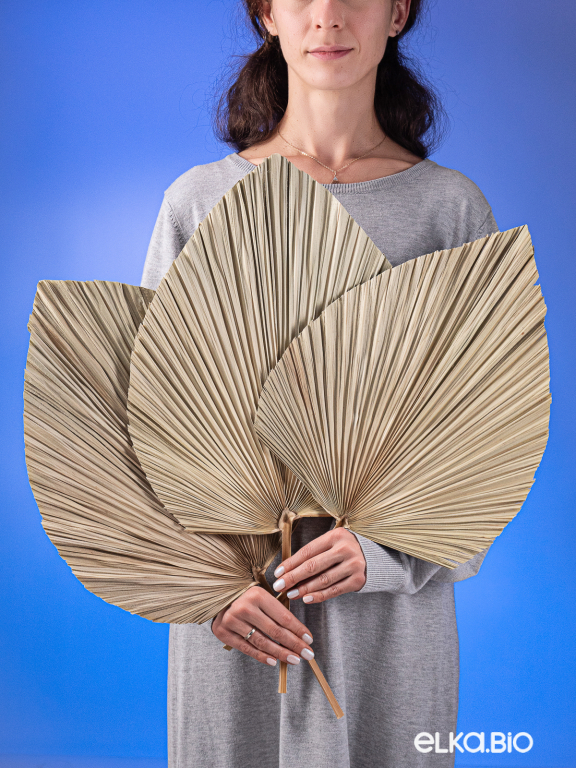 Лист веерной пальмы (3шт) М183