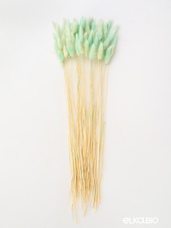 Лагурус светло-бирюзовый первый сорт - 300 шт