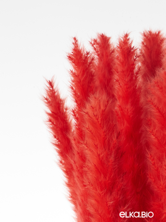 Трава сухоцвет пампас мини 15 шт. высший сорт красный