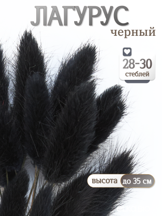 Лагурус чёрный 30 шт. Высший сорт. Высота 25-35 см М489
