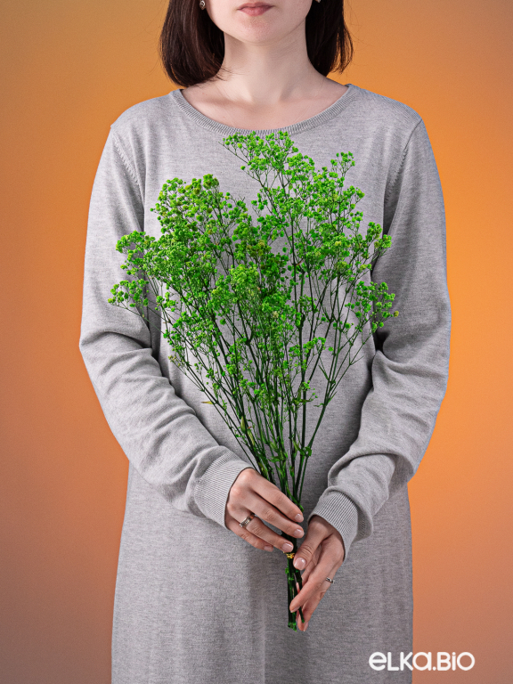 Гипсофила стабилизированная зелёная 550 гр. первый сорт М5161