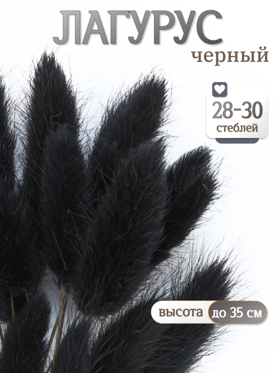 Лагурус чёрный 30 шт. Высший сорт. Высота 25-35 см М489