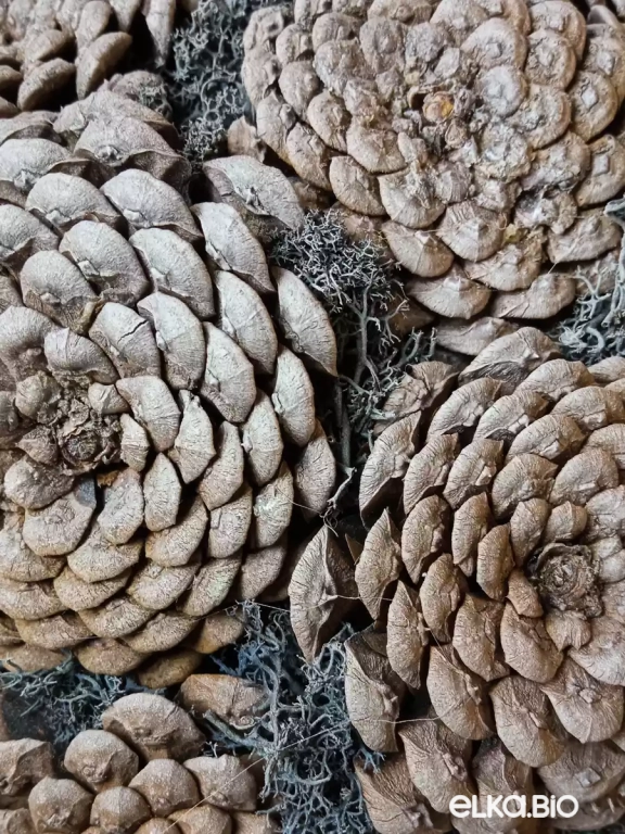 Декоративный шар из шишек и мха Деним М17-В25