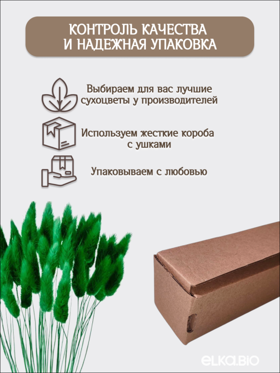 Лагурус ярко-зеленый 60 шт. Высший сорт. Высота 25-35 см М248