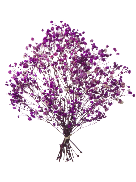 Гипсофила розово-фиолетовая 50г. Высший сорт - стабилизированная М179