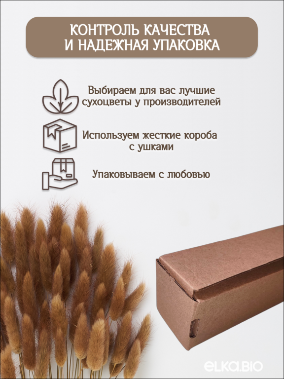 Лагурус шоколадный 60 шт. Высший сорт. Высота 25-35 см М243