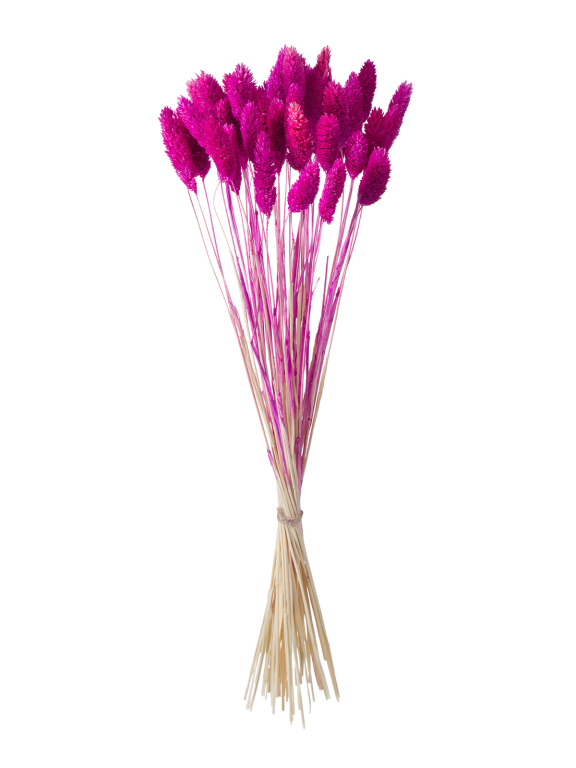 Фалярис фуксия (40шт) М120