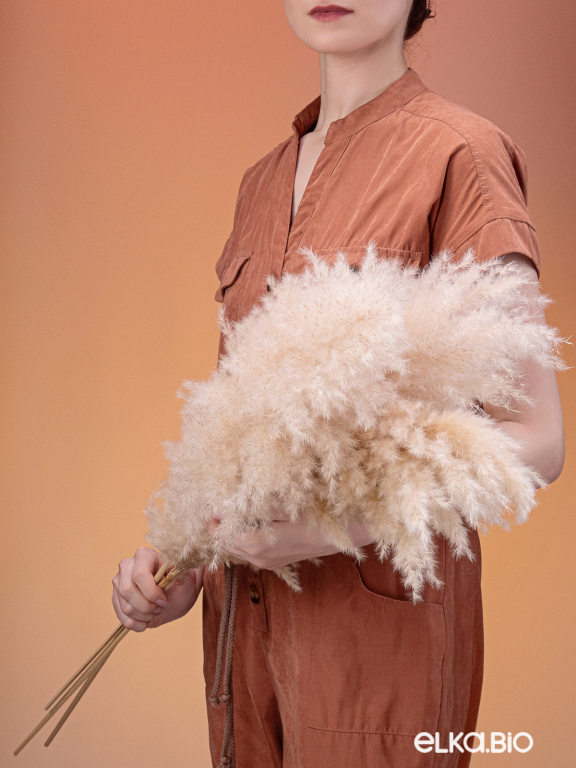 Пампасная трава кортадерия натуральная (3шт) М152