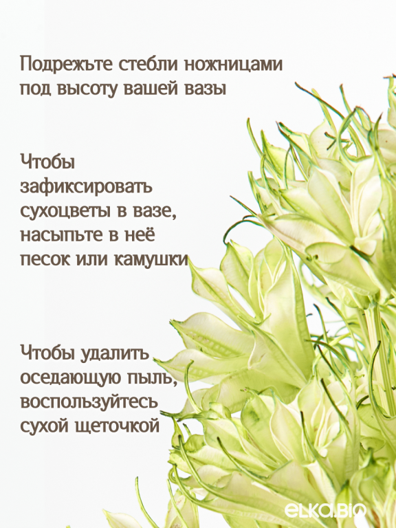 Нигелла ярко - салатовая 50г. Высший сорт. Высота 40-55 см. М729