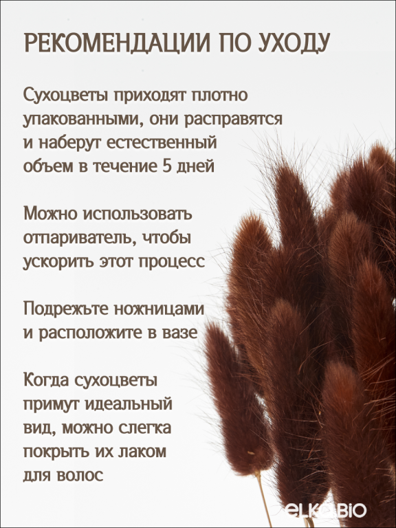 Лагурус коричневый 60 шт. Высший сорт. Высота 25-35 см М230