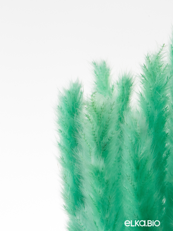 Трава сухоцвет пампас мини 90 шт. зелёно-бирюзовый первый сорт