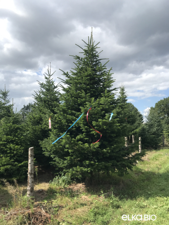 Пихта Нордмана срезанная 4.50 - 5.00