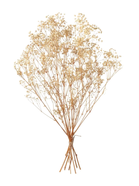 Гипсофила стабилизированная бежевая 550 гр. первый сорт М5051