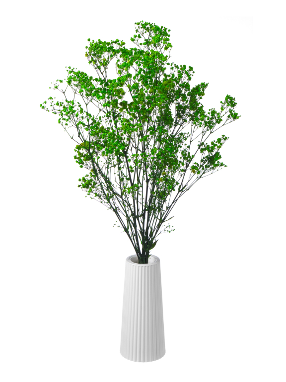 Гипсофила стабилизированная зелёная 550 гр. первый сорт М5161