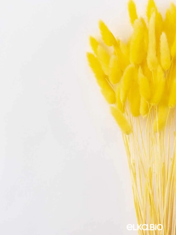 Лагурус желтый высший сорт - 60 шт Лагурус желтый высший сорт - 60 шт