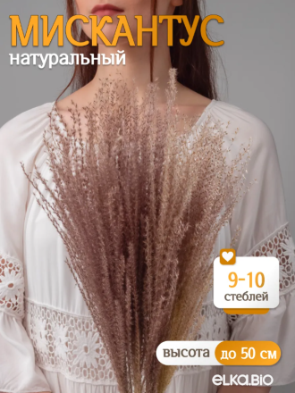 Мискантус натуральный 10 шт. Высший сорт М041