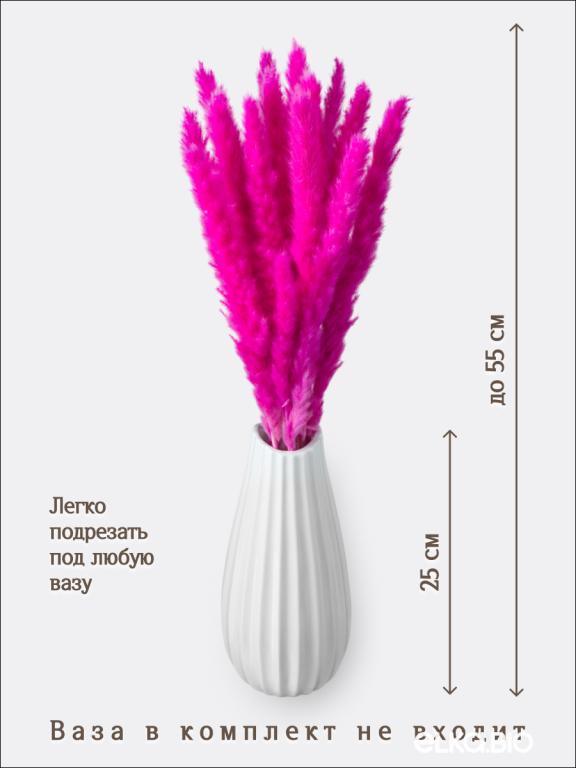 Пампас мини фуксия 15 шт. Высший сорт. Высота 40-50 см. М135